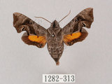 W:Neogurelca hyas (Walker, 1856)