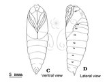 W:Parum colligata (Walker, 1856)