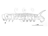 W:Pentateucha inouei Owada et Brechlin, 1997