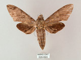 W:Sphinx formosanus Riotte, 1970