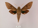 W:Theretra boisduvali (Bugnion, 1839)