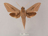 W:Theretra latreillei lucasii (Walker, 1856)