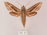 W:Theretra oldenlandiae (Fabricius, 1775)