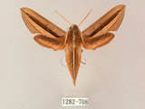 W:Theretra silhetensis (Walker, 1856)