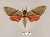 W:Callambulyx tatarinovii formosana Clark, 1935