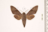 W:Acosmeryx formosana (Matsumura, 1927)