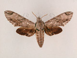 W:Psilogramma increta (Walker, 1865)