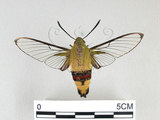W:Cephonodes hylas (Linnaeus, 1771)