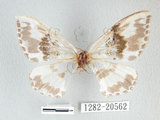 W:Callicilix abraxata nguldoe (Oberthur, 1893)