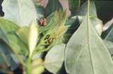 W:Antheraea formosana Sonan, 1937