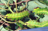 W:Antheraea formosana Sonan, 1937