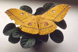 W:Antheraea yamamai superba Inoue, 1964