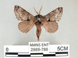 W:Cosmotriche discitincta Wileman, 1914