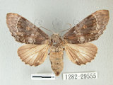 W:Fentonia ocypete (Bremer, 1861)