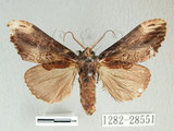 W:Hexafrenum leucodera (Staudinger, 1892)