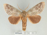 W:Mesophalera sigmata (Bulter, 1877)