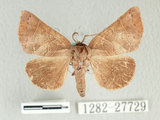 W:Micromelalopha baibarana baibarana Matsumura, 1929
