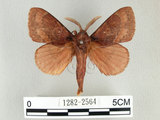 W:Dendrolimus arizanus (Wileman, 1910)