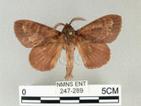 W:Dendrolimus punctatus (Walker, 1855)