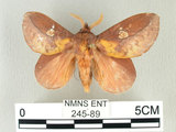 W:Euthrix laeta (Walker, 1855)