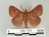 W:Euthrix ochreipuncta (Wileman, 1910)