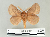 W:Euthrix tamahonis (Matsumura, 1927)