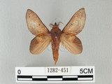 W:Gastropacha pardalis formosana Tams, 1935