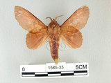 W:Gastropacha sikkima Moore, 1879