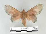 W:Gastropacha xenapates wilemani Tams, 1935