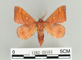 W:Odonestis pruni rufescens Okano, 1959