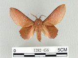 W:Paradoxopla sinuata taiwana (Wileman, 1915)