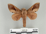 W:Paralebeda plagifera (Walker, 1855)