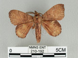 W:Radhica flavovittata taiwanensis (Matsumura, 1932)