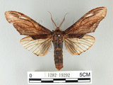 W:Acmeshachia gigantea (Elwes, 1890)