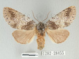 W:Pseudofentonia (Mimus) medioalbida (Nakamura, 1973)