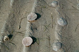 文件名稱:扁平蛛網海膽(右3枚為反口面個體；左2枚為口面個體)02