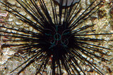 文件名稱:沙氏冠海膽黑刺型生態照01