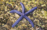 文件名稱:藍指海星生態照06