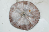 文件名稱:裸軟海膽之體殼標本04