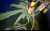 W:3 Atrophaneura horishana ƻ-Aristolochia heterophylla¹a