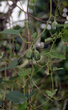 W:3 Atrophaneura horishana ƻ-Aristolochia zollingerianaf¹a