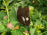 W:3 Papilio castor formosanus Lկ