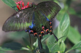 W:3 Papilio bianor kotoensis[a