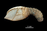 W:Acroscalpellum michelottianum pҤpͯ01