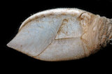 W:Acroscalpellum michelottianum pҤpͯ02