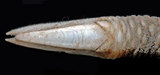 W:Acroscalpellum michelottianum pҤpͯ03