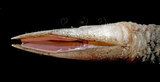 W:Acroscalpellum michelottianum pҤpͯ04