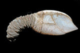 W:Acroscalpellum michelottianum pҤpͯ05