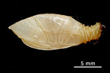 W:Acroscalpellum truncatum IpZ01