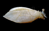 W:Acroscalpellum truncatum IpZ02